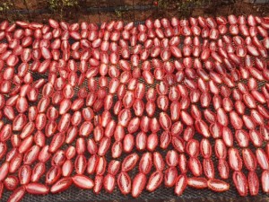Pomodori secchi